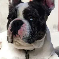 مولد فرنچ بولداگ