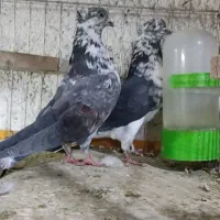کبوتر پرشی