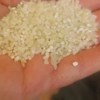 فروش برنج وخورده برنج|خوردنی و آشامیدنی|شیراز, امام حسین|دیوار