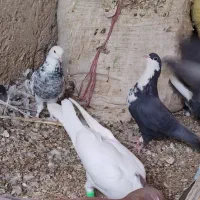 کبوتر|پرنده|خاش, |دیوار