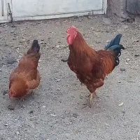 خروس وغاز محلی|حیوانات مزرعه|صائین قلعه, |دیوار