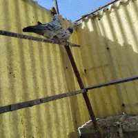 کفتر|پرنده|پاکدشت, پاکدشت (مامازند)|دیوار