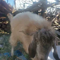 بریدن علف خوش برا گوسفند|خدمات باغبانی و درختکاری|بم, |دیوار