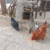 سه تا مرغ تخم گذار