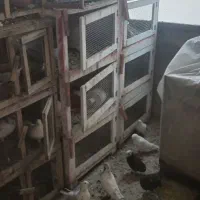 کفتر و جفت دونی