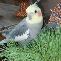 عروس هلندی سخنگو|حیوانات|صدرا-فارس, فاز ۱|دیوار