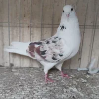 کفترپرشی|پرنده|قم, سید معصوم|دیوار