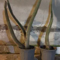 گل کاکتوس گلدانی