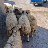 ۱۴ کاور ماده بزرگ داشتی و هیکل دار بره پاییزه