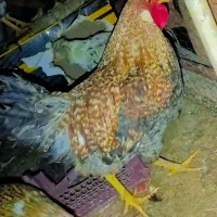 مرغ خروس لری. گلین|حیوانات مزرعه|خمینیشهر, |دیوار