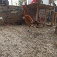 انواع خروس ومرغ لاری از بهترین نژاد وقناری|حیوانات مزرعه|پارس‌آباد, |دیوار