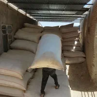 کاه نرم کرمانشاه شهرستان هامون