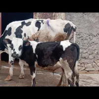 گاو و گوساله نر