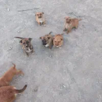 واگزاری توله سگ به انتخااب