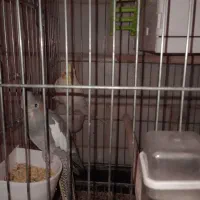 عروس هلندی جفت|پرنده|چهاردانگه (تهران), |دیوار