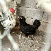 مرغ گلین باخروس