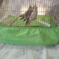 عروس هلندی|پرنده|الوند, |دیوار