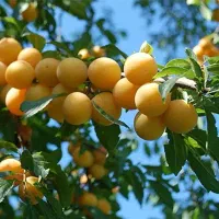 تولید و فروش نهال آلو زرد خورشتی