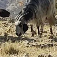 بز درجه یک آبستن