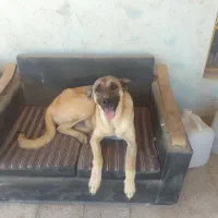 گمشده