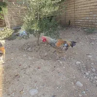 خروس|حیوانات مزرعه|شیراز, اصلاح‌نژاد|دیوار