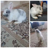 خرگوش نژاد لپ