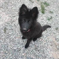 توله ژرمن بلک