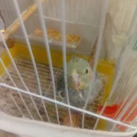 عروس هلندی