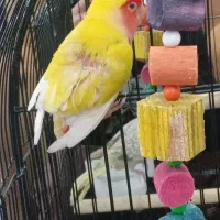 طوطی برزیلی|پرنده|قرچک, محمد آباد|دیوار