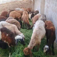 فروش گوسفند|حیوانات مزرعه|تهران, حسن‌آباد|دیوار