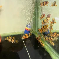 ماهی لوچ دلقک وکولیدراس