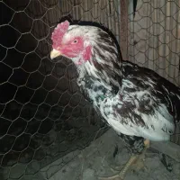 خروس ومرغ لاری