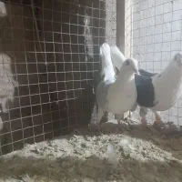 کبوتر|پرنده|اسفرورین, |دیوار