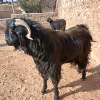 بز نر یا ساوین