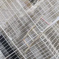 عروس هلندی|پرنده|نوشهر, |دیوار