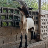 پازن آلپاین وسانن وکهره نر سانن