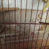 فروش عروس هلندیو کوتوله برزیلی|پرنده|شیراز, جوادیه|دیوار