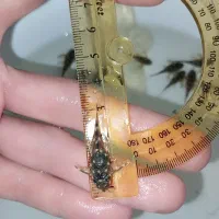 پلکو خاص ۲۰۱ و پوزه بوته ای|ماهی|تهران, طرشت|دیوار