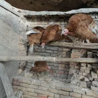 4 عدد بوقلمون بوربون زرد ماده