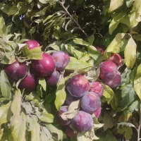 فروش آلو مستقیم از باغ