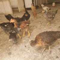 جوجه ۳ ماهه و نیم مرغ
