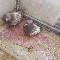 کبوتر|پرنده|سمیرم, |دیوار