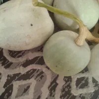 کدو|خوردنی و آشامیدنی|فومن, |دیوار