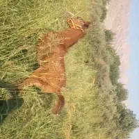 کره نریون درشورخالص