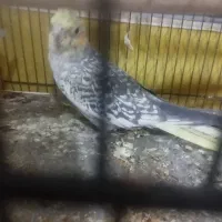 عروس هلندی نرو ماده