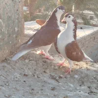 نرماده ساده سرخ با جوجه|پرنده|ایرانشهر, |دیوار