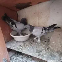 کبوتر ترکیه جفت جوجه
