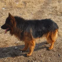 سگ ژرمن بلک و دورنگ