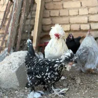17 عدد مرغ و خروس سلطان کوشین ولهستانی اصیل|حیوانات مزرعه|اراک, |دیوار