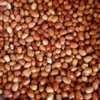 سنجد تازه شیرین|خوردنی و آشامیدنی|شاهین دژ, |دیوار
